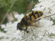 Myathropa florea, a hoverfly