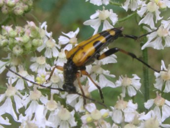 Rutpela maculata, a longhorn beetle