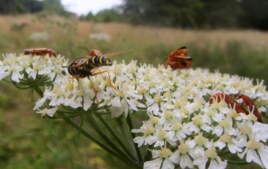 Chrysotoxum festivum (hoverfly) gatecrashing a soldier beetle orgy...