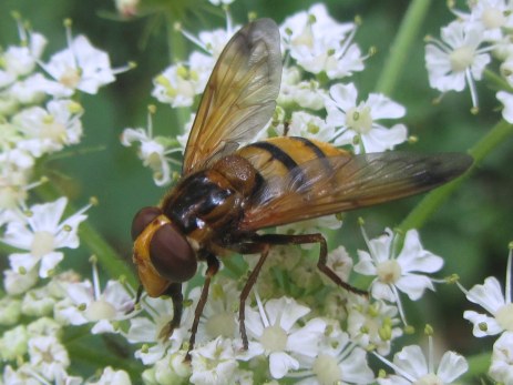 Volucella inanis (hoverfly)