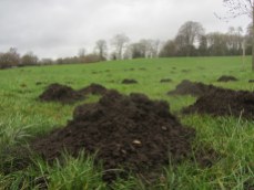Mole Wars in Northcroft Park, Newbury last December. This year they're at it again.