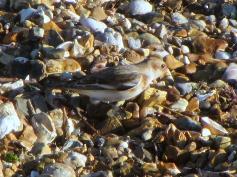 A surprise Christmas snow bunting at Hill Head last year