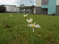 Some late blooming daises in December 2014 outside Bridges Hall, University of Reading